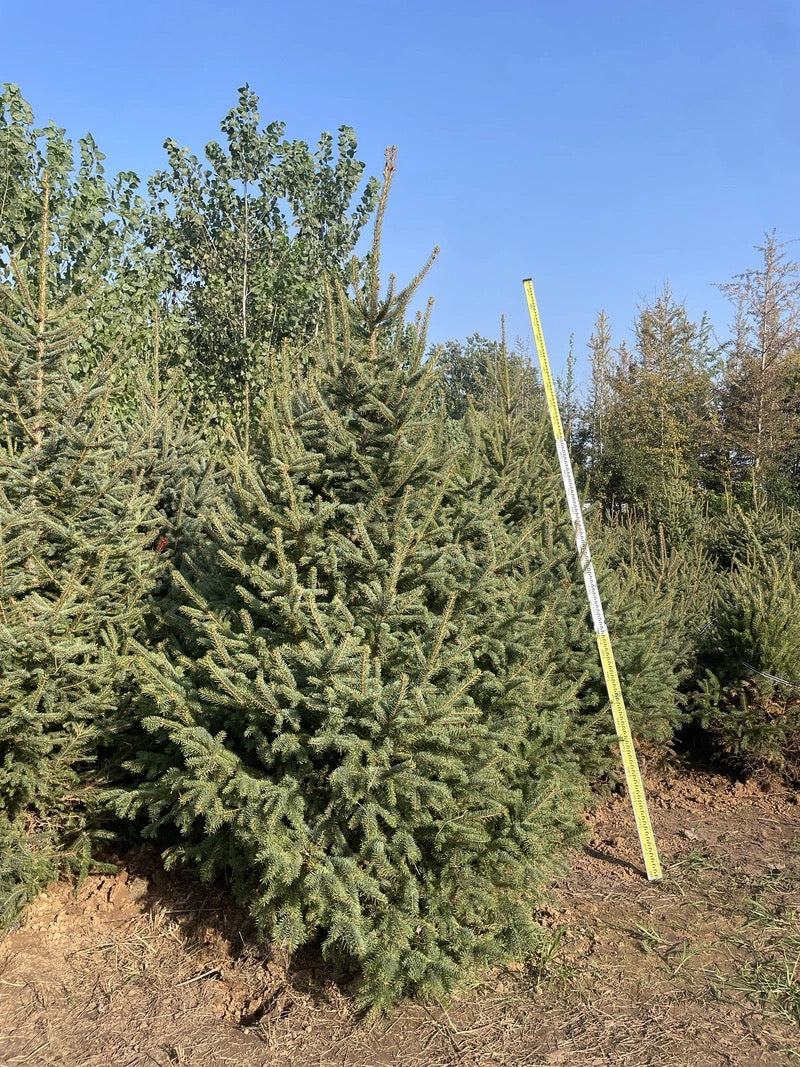 Commercial floral arrangement: Spruce Christmas tree (order: delivery after November 1st)