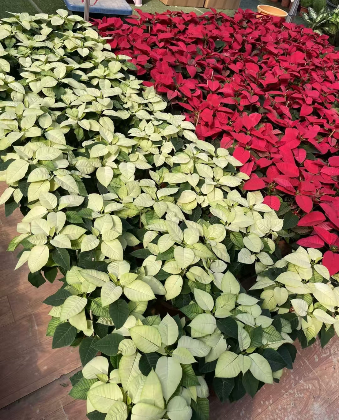Commercial floral arrangement: Christmas flowers - red/white