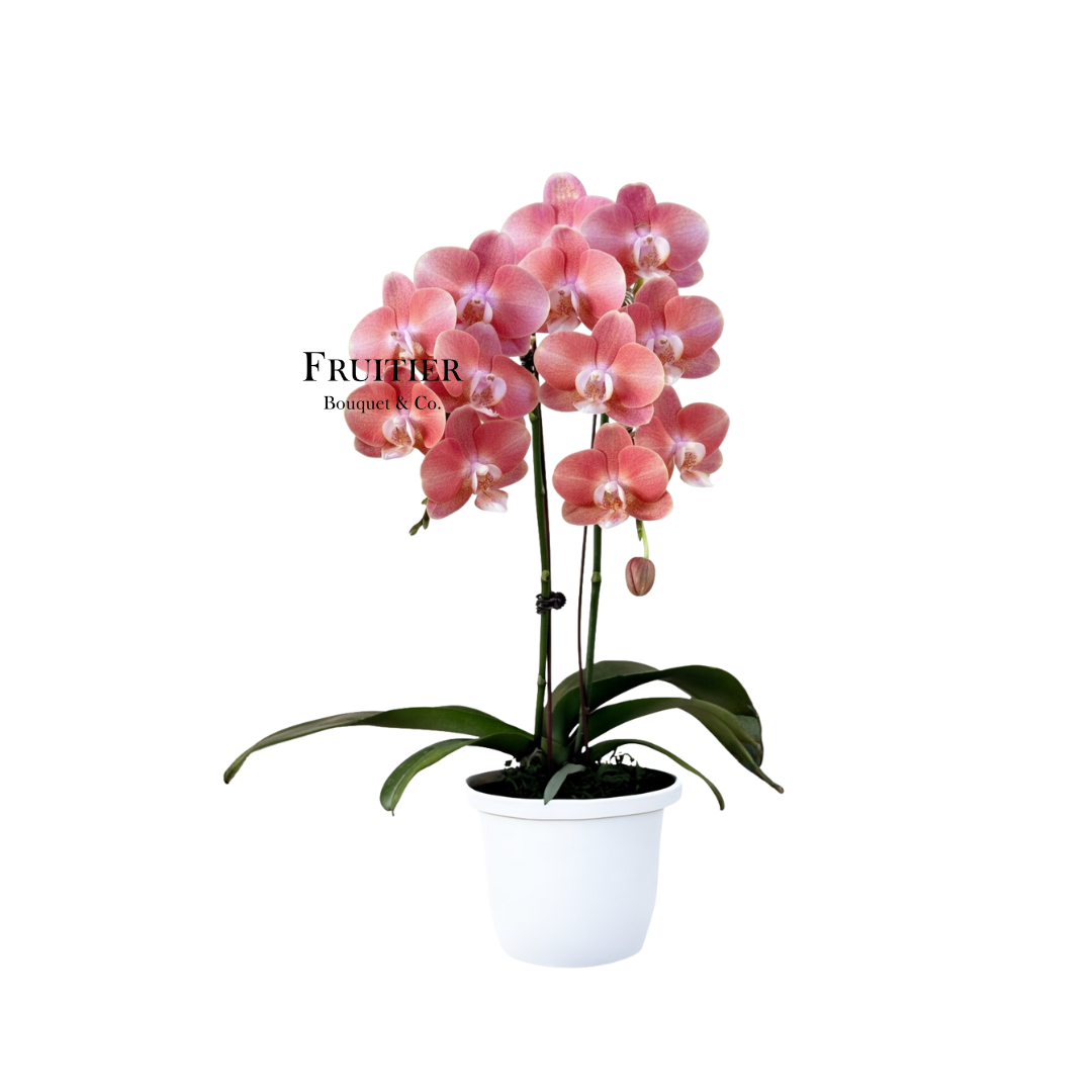 商業花藝佈置:特別色蝴蝶蘭(漸變粉橙/藍)