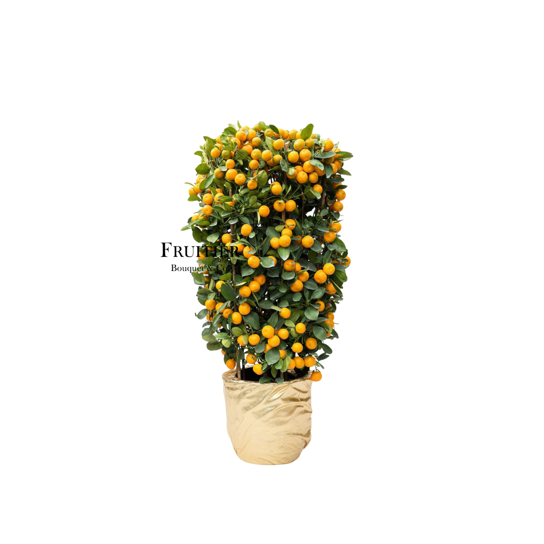 商業花藝佈置:年桔(四季桔)