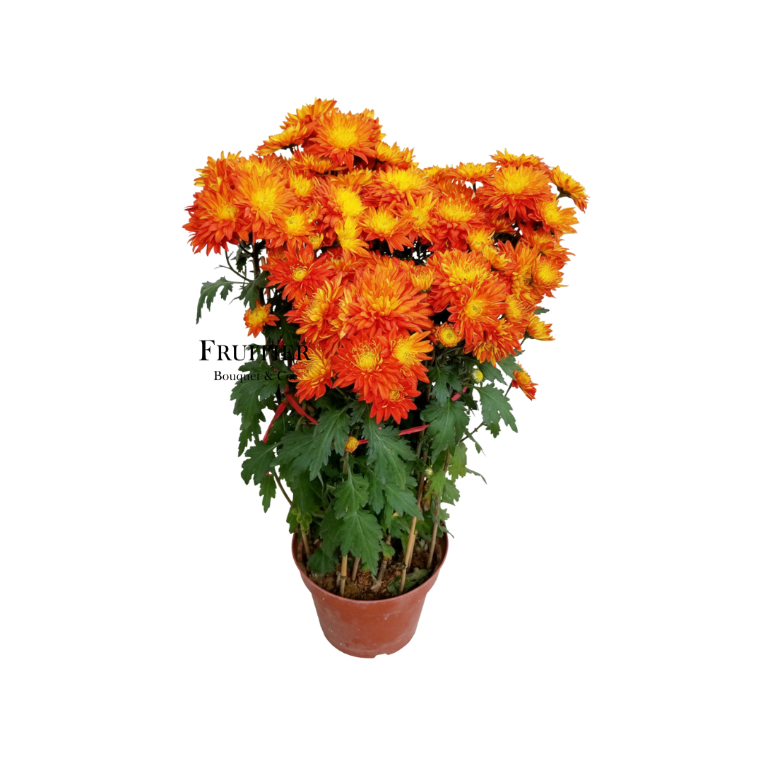 紅菊(黃芯紅菊)