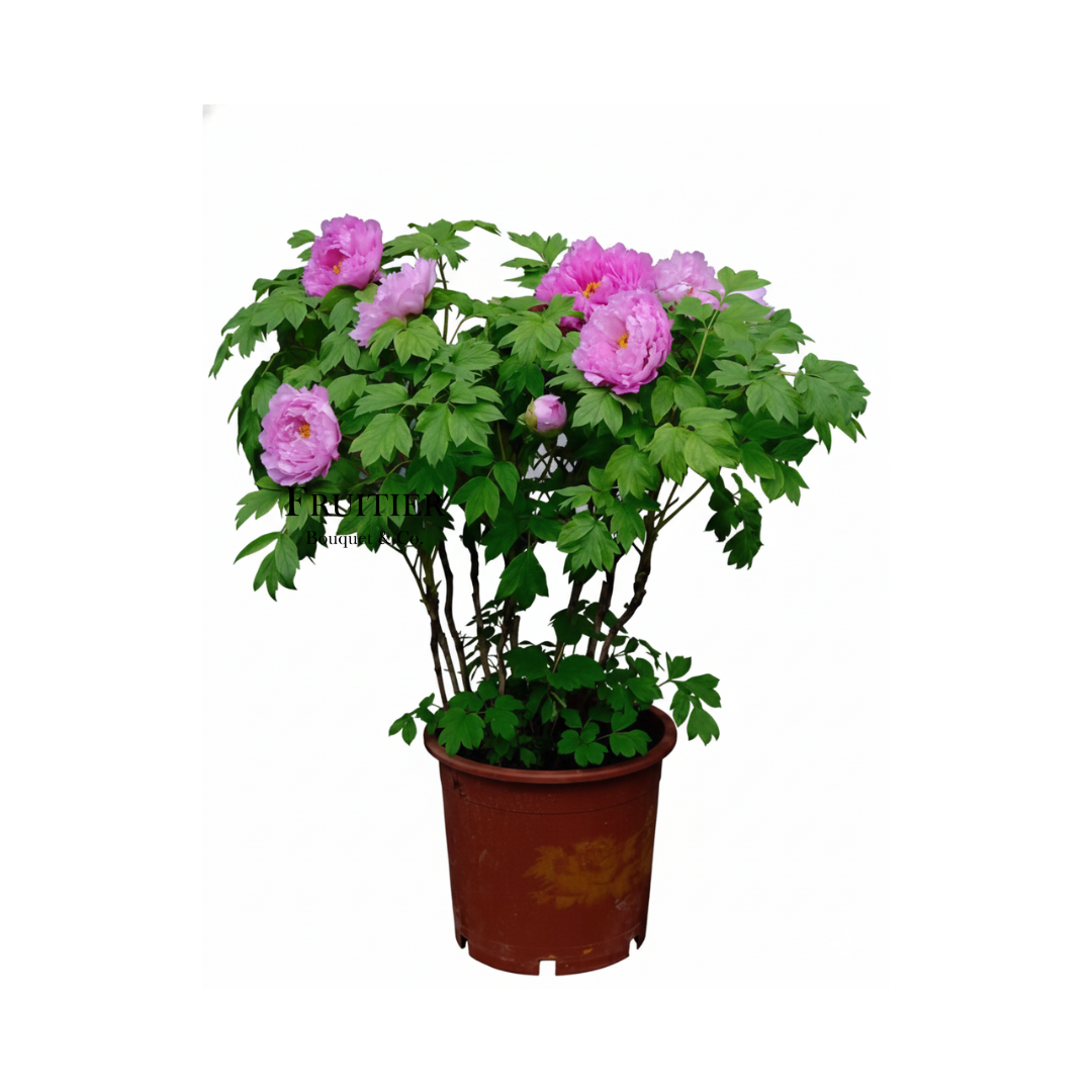 洛神紅牡丹芍藥