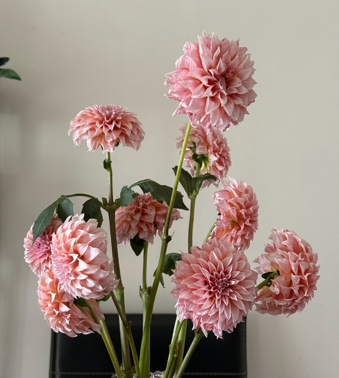 大麗花系列 - Peachy Hand-Tied Bouquet