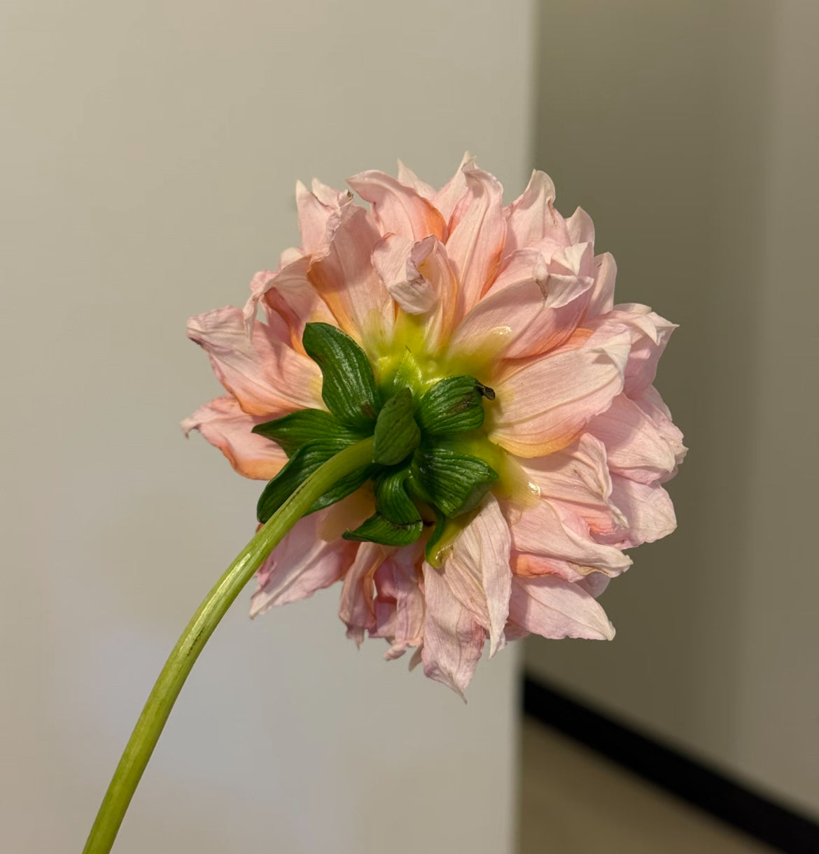大麗花系列 - Peachy Hand-Tied Bouquet