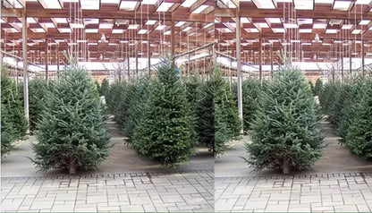 Commercial floral arrangement: Spruce Christmas tree (order: delivery after November 1st)