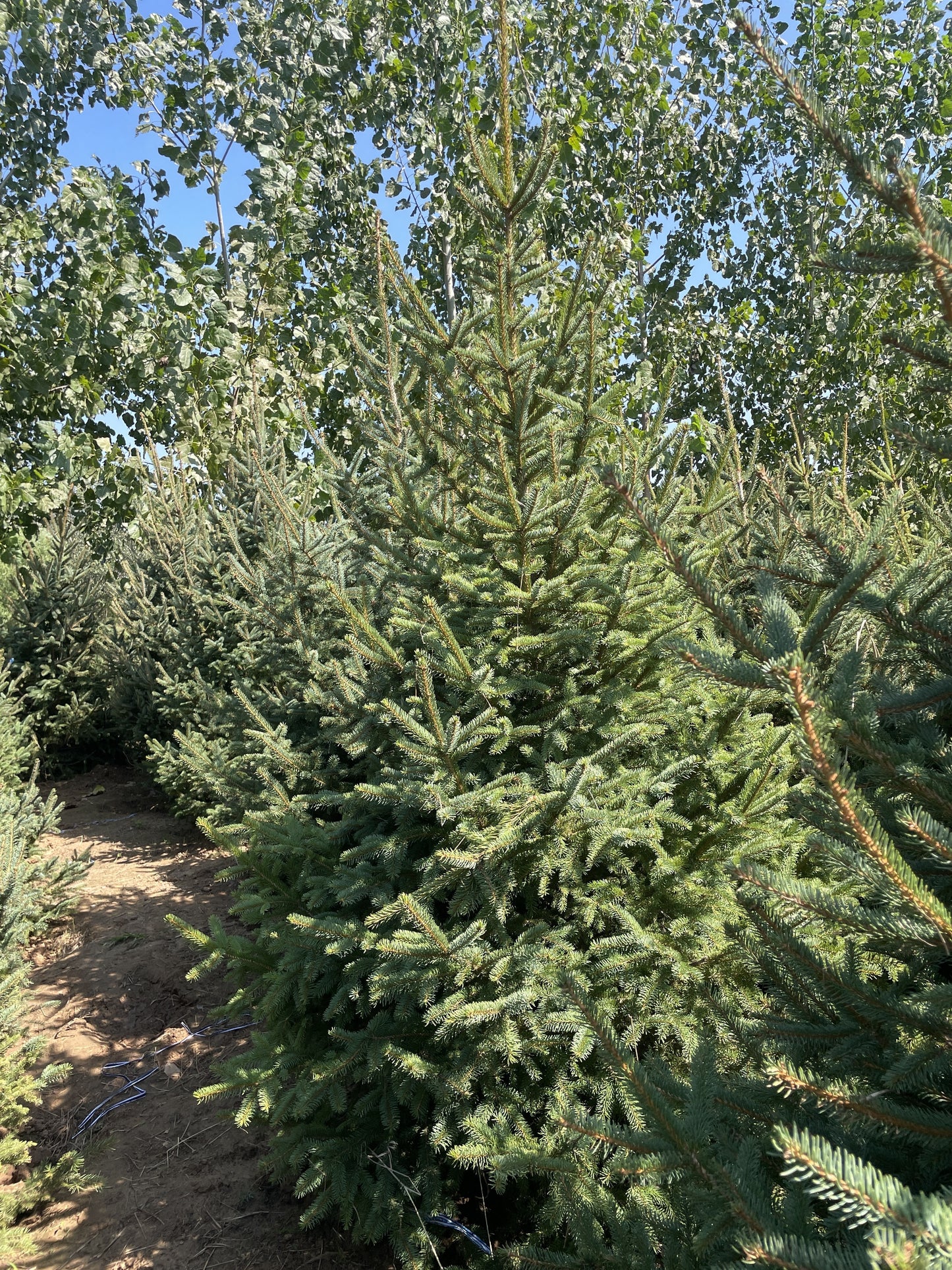 Commercial floral arrangement: Spruce Christmas tree (order: delivery after November 1st)