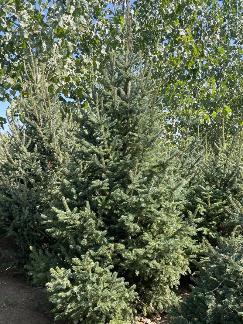 Commercial floral arrangement: Spruce Christmas tree (order: delivery after November 1st)