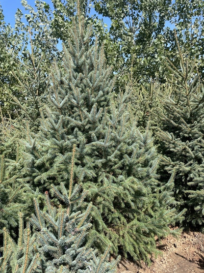 Commercial floral arrangement: Spruce Christmas tree (order: delivery after November 1st)