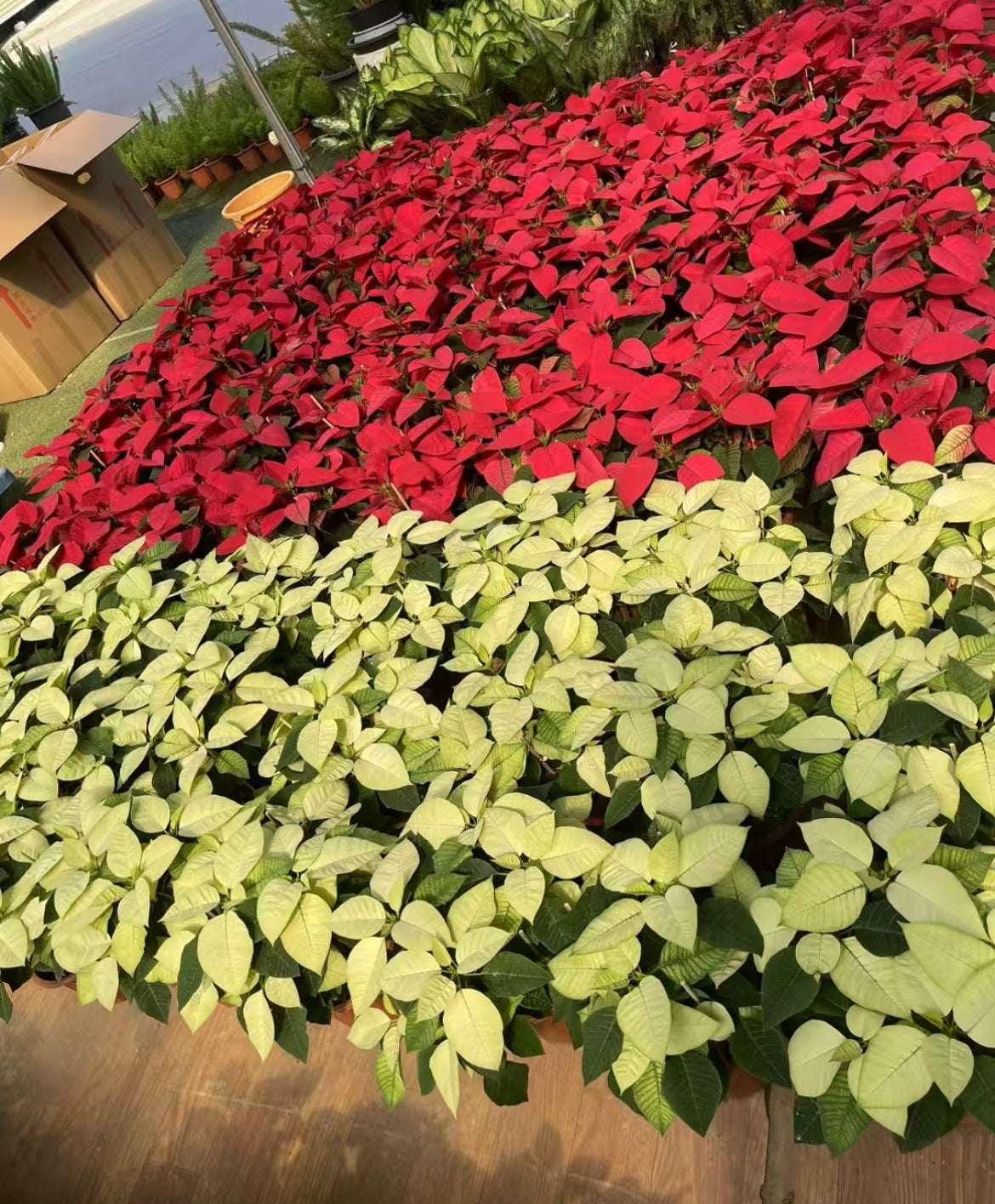 Commercial floral arrangement: Christmas flowers - red/white