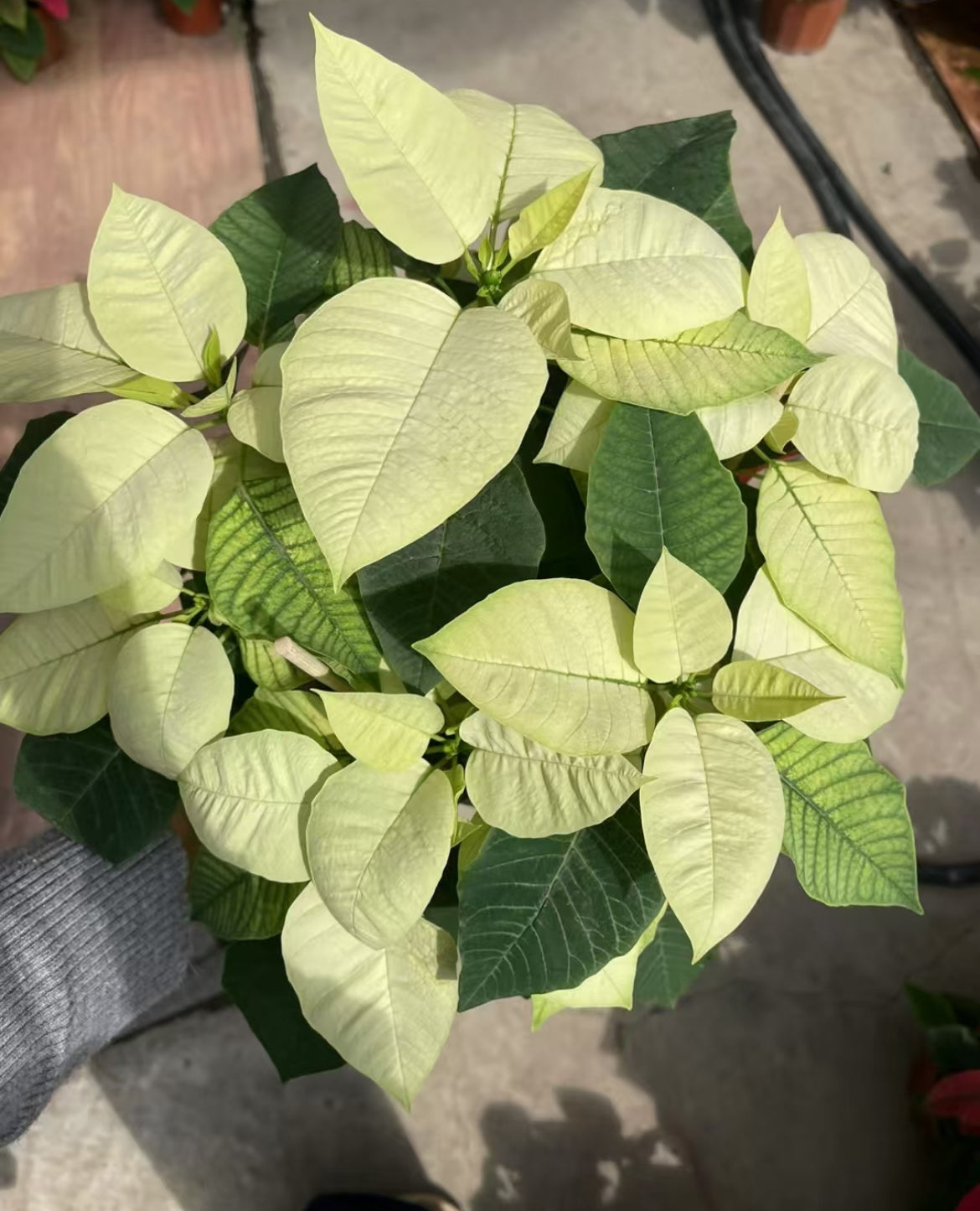 Commercial floral arrangement: Christmas flowers - red/white