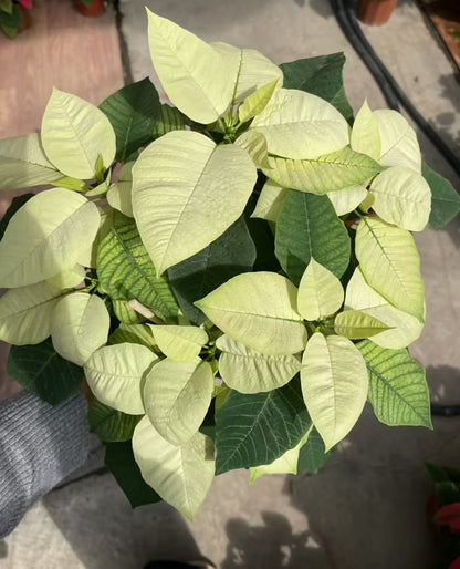 Commercial floral arrangement: Christmas flowers - red/white