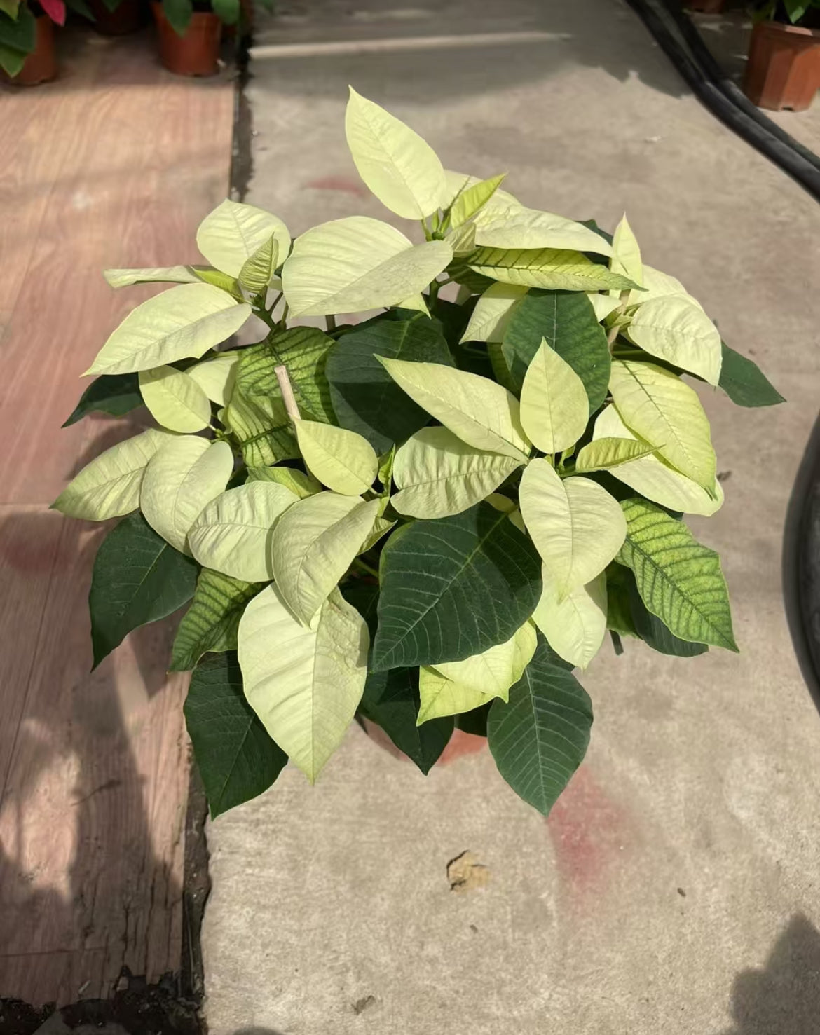Commercial floral arrangement: Christmas flowers - red/white