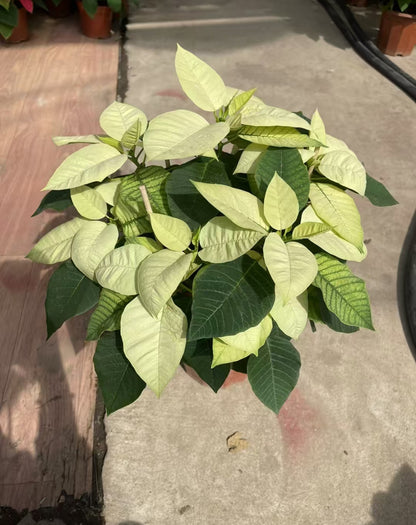 Commercial floral arrangement: Christmas flowers - red/white