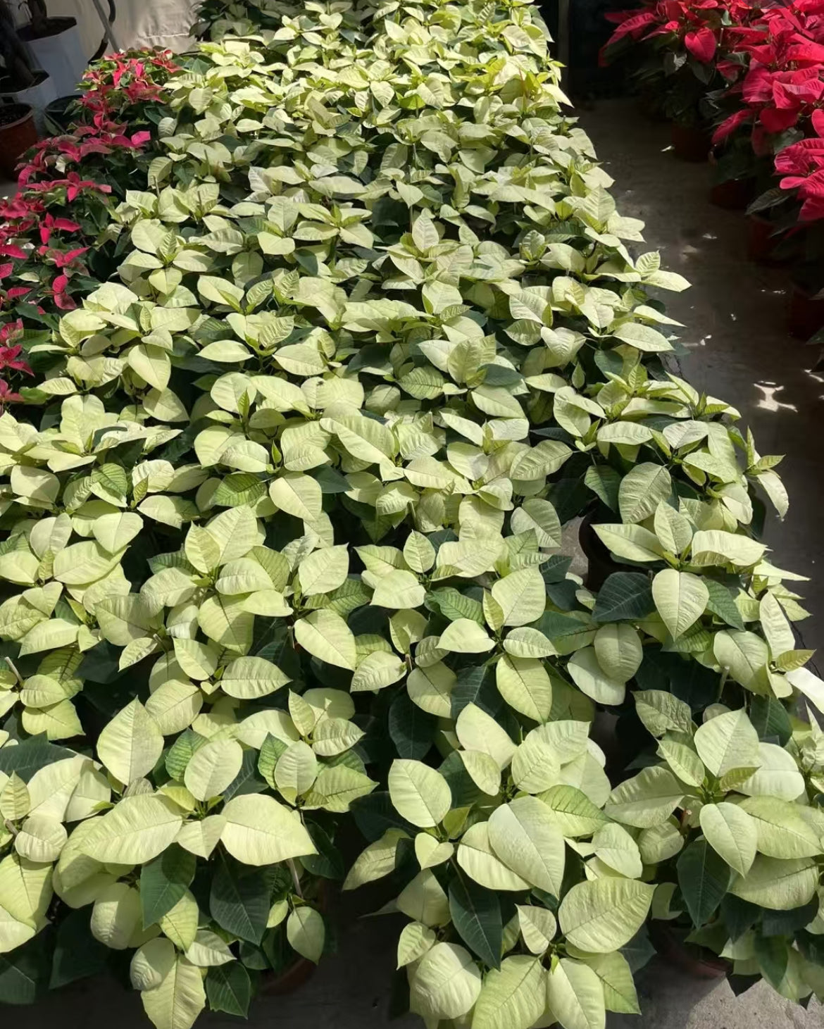 Commercial floral arrangement: Christmas flowers - red/white