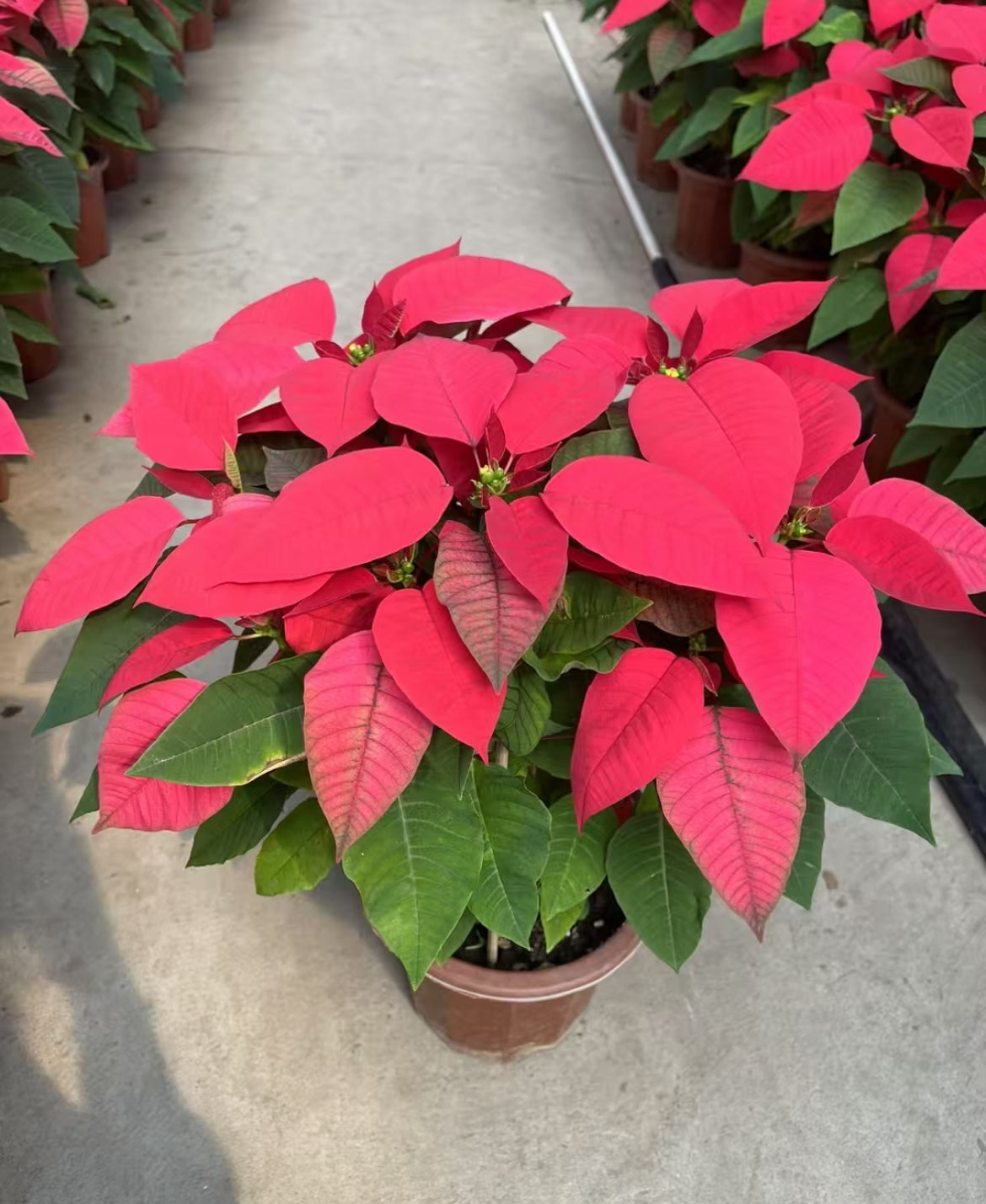 Commercial floral arrangement: Christmas flowers - red/white