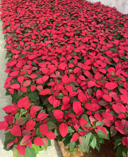 Commercial floral arrangement: Christmas flowers - red/white