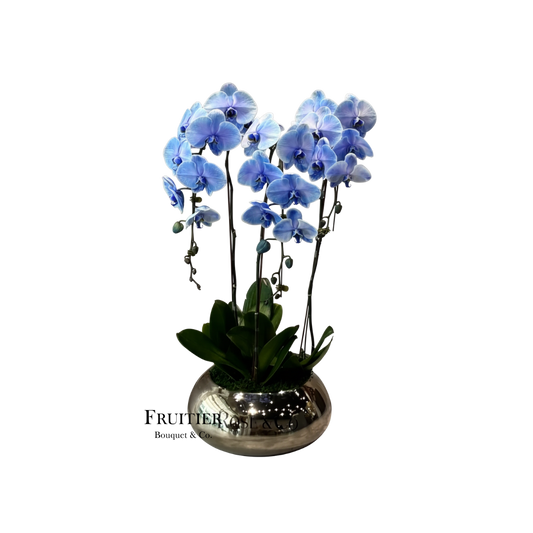 商業花藝佈置：特別色蝴蝶蘭(漸變粉橙/藍)