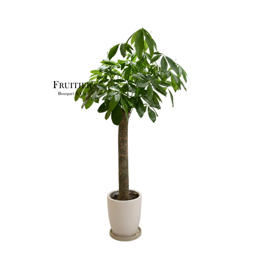 商業花藝佈置：發財樹(獨桿)