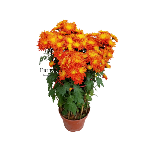 紅菊(黃芯紅菊)