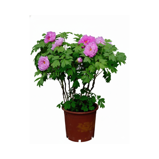 洛神紅牡丹芍藥